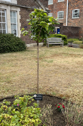Glamorgan Commemorative Plaque And Catalpa Bignonioides Nana Tree In The Royal Naval Association S Memorial Garden
